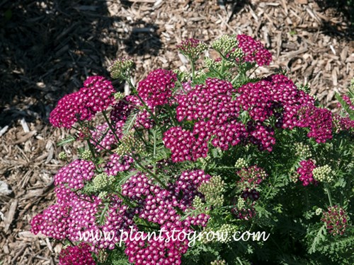 Achillea New Vintage Violet